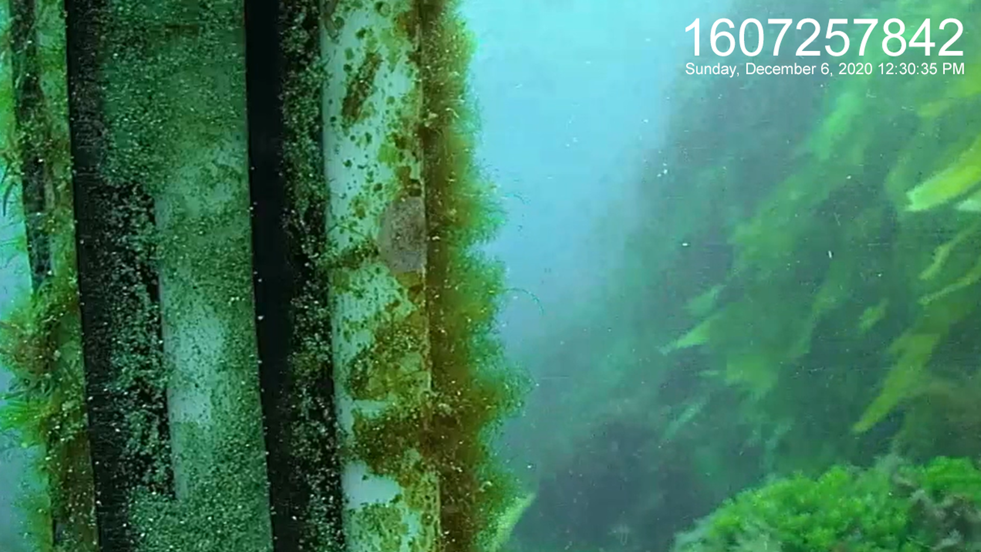 Great Barrier Reef :: Timestamp :: 1607257842